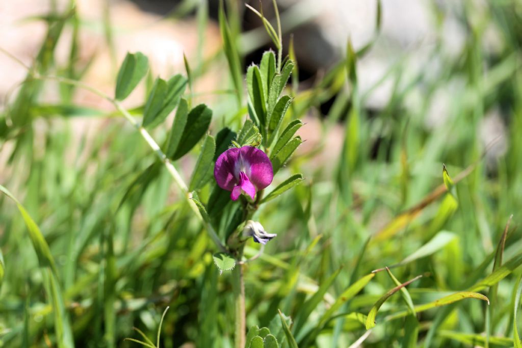 Vicia sativa subsp. nigra / Veccia nera